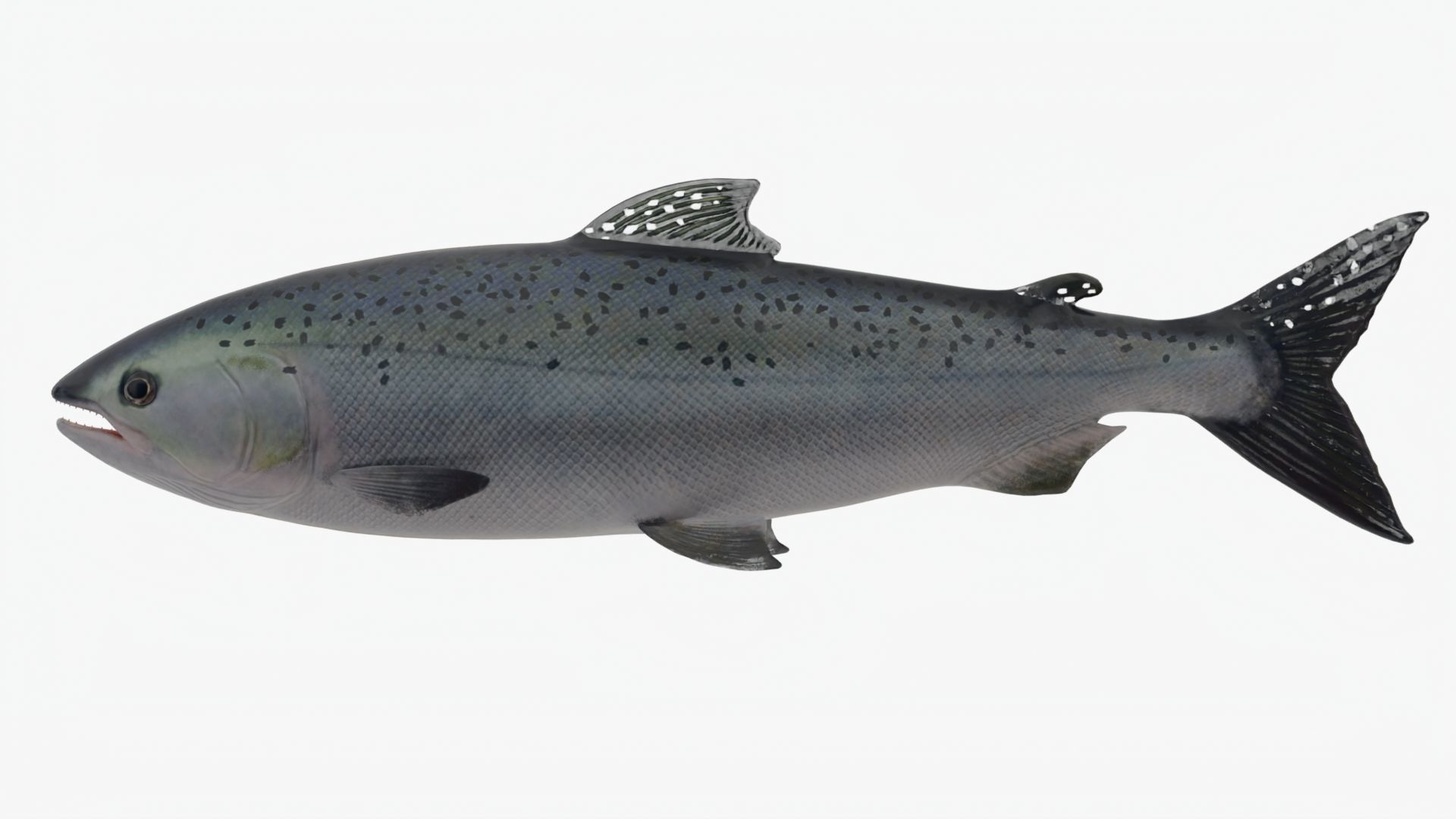 Salmon Lowpoly Animated Low-poly 3D model_2