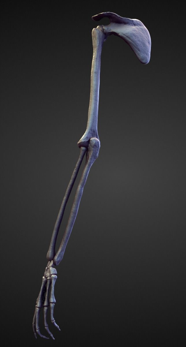 ARM12 high poly sculpt 3D model_1