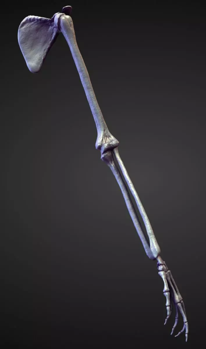 ARM12 high poly sculpt 3D model_0