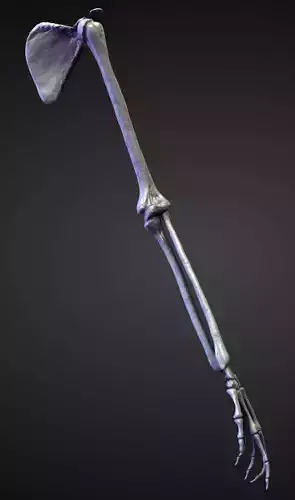 ARM12 high poly sculpt 3D model