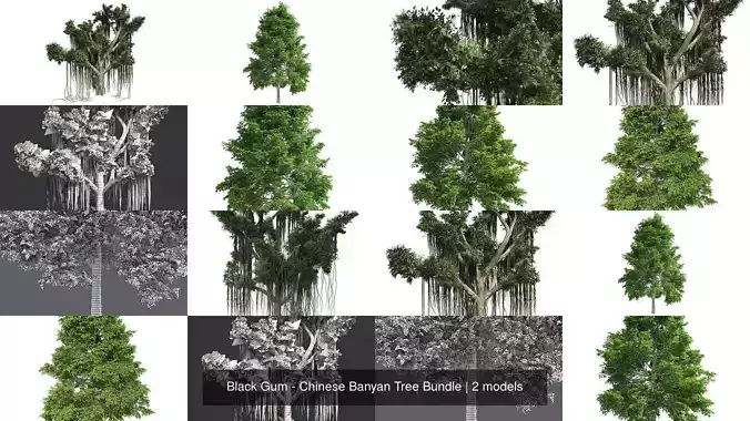 Black Gum - Chinese Banyan Tree Bundle 3D Model Collection