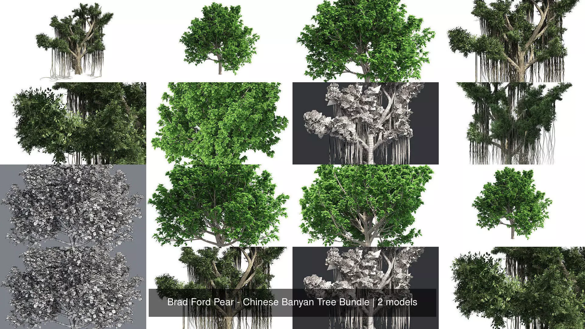 Brad Ford Pear - Chinese Banyan Tree Bundle 3D Model Collection_0