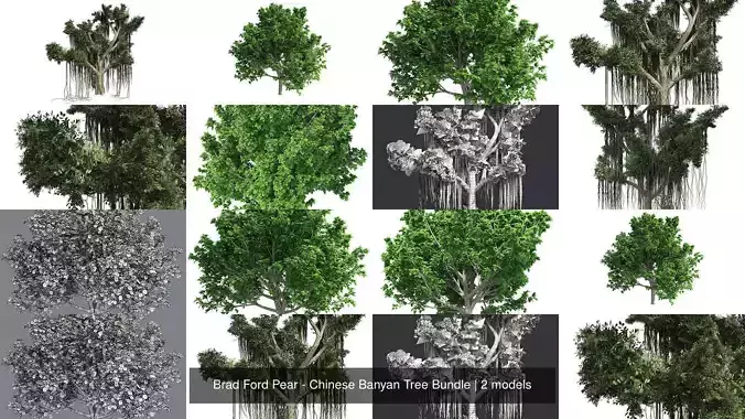 Brad Ford Pear - Chinese Banyan Tree Bundle 3D Model Collection