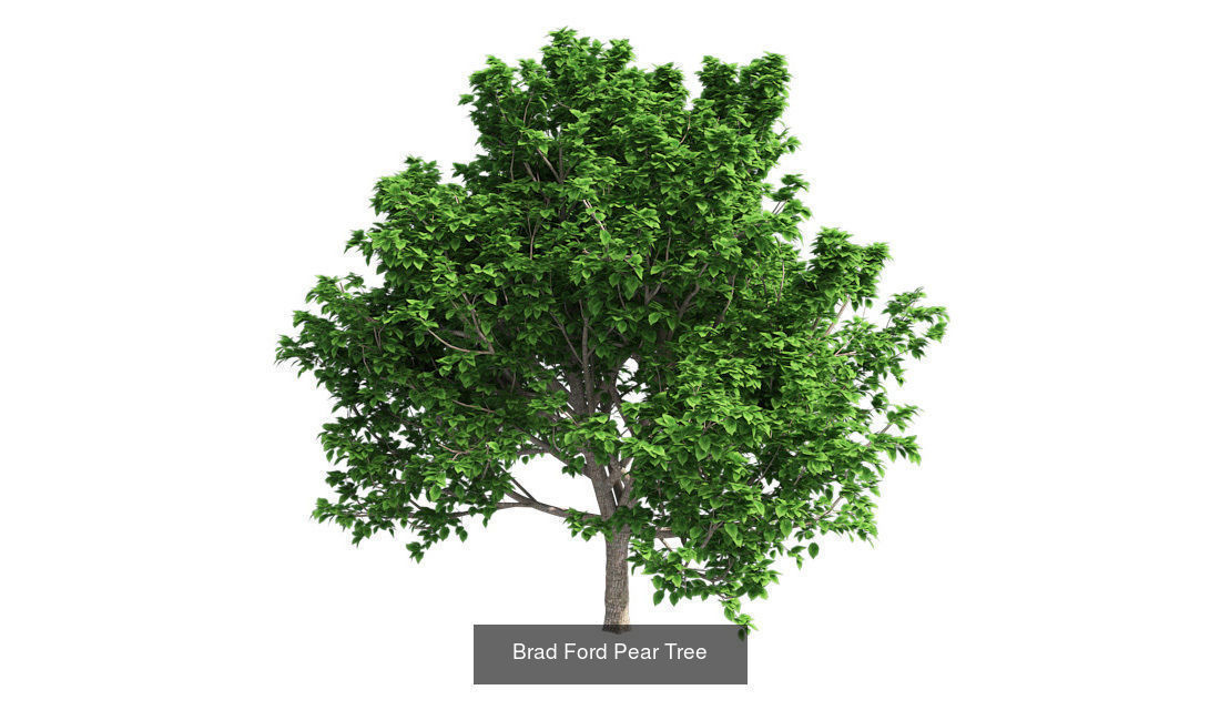 Brad Ford Pear - Chinese Banyan Tree Bundle 3D Model Collection_2