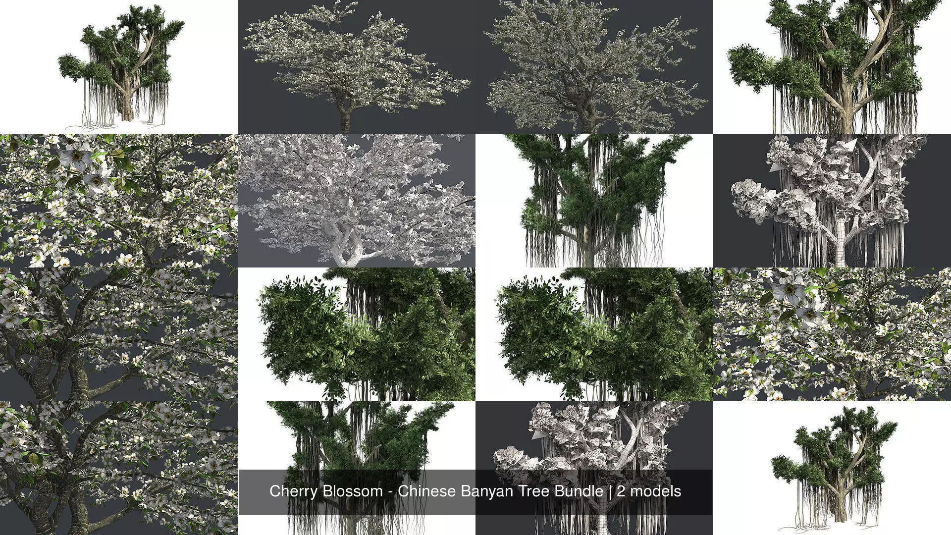 Cherry Blossom - Chinese Banyan Tree Bundle 3D Model Collection_0