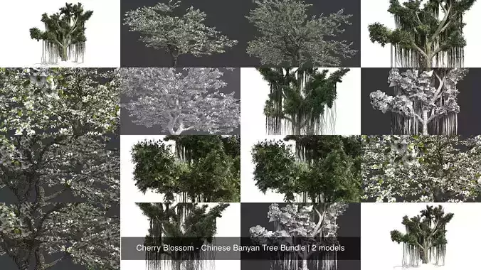 Cherry Blossom - Chinese Banyan Tree Bundle 3D Model Collection