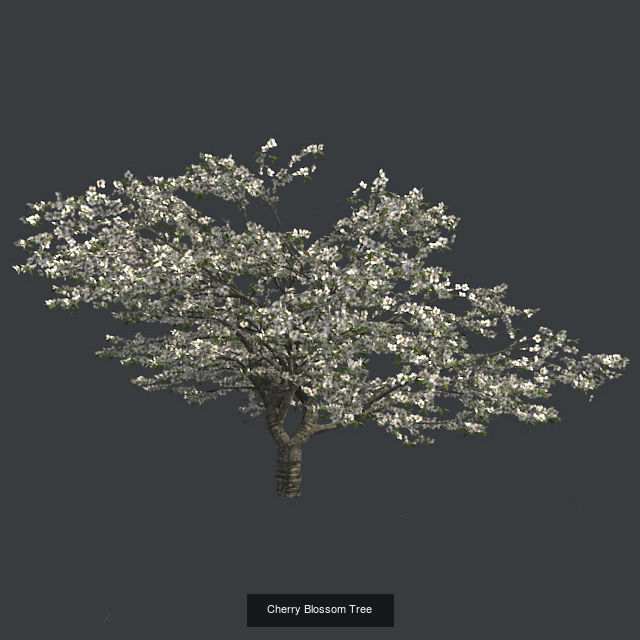 Cherry Blossom - Chinese Banyan Tree Bundle 3D Model Collection_2