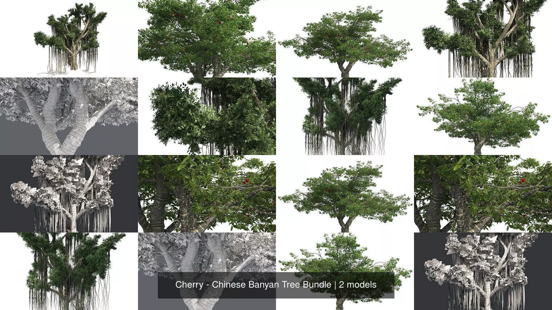 Cherry - Chinese Banyan Tree Bundle 3D Model Collection_0