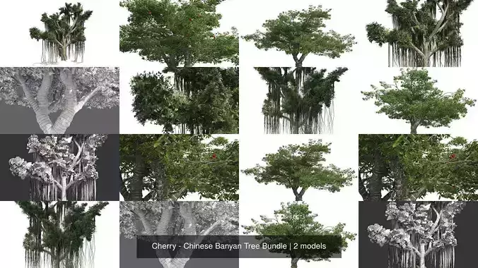 Cherry - Chinese Banyan Tree Bundle 3D Model Collection
