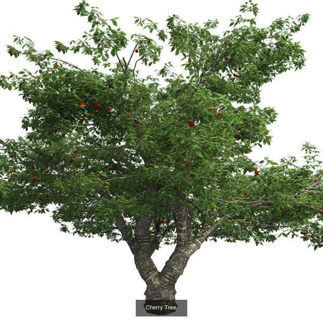 Cherry - Chinese Banyan Tree Bundle 3D Model Collection_2