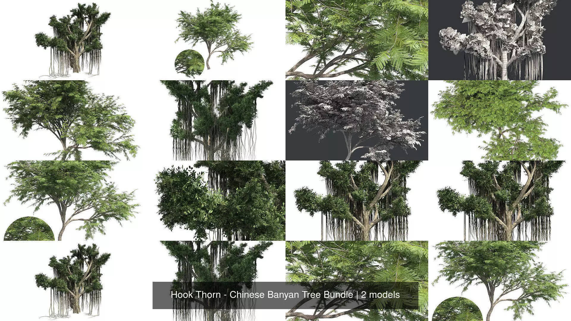 Hook Thorn - Chinese Banyan Tree Bundle 3D Model Collection_0