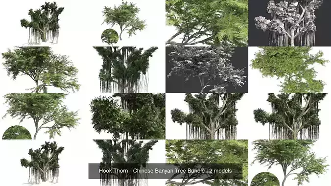 Hook Thorn - Chinese Banyan Tree Bundle 3D Model Collection