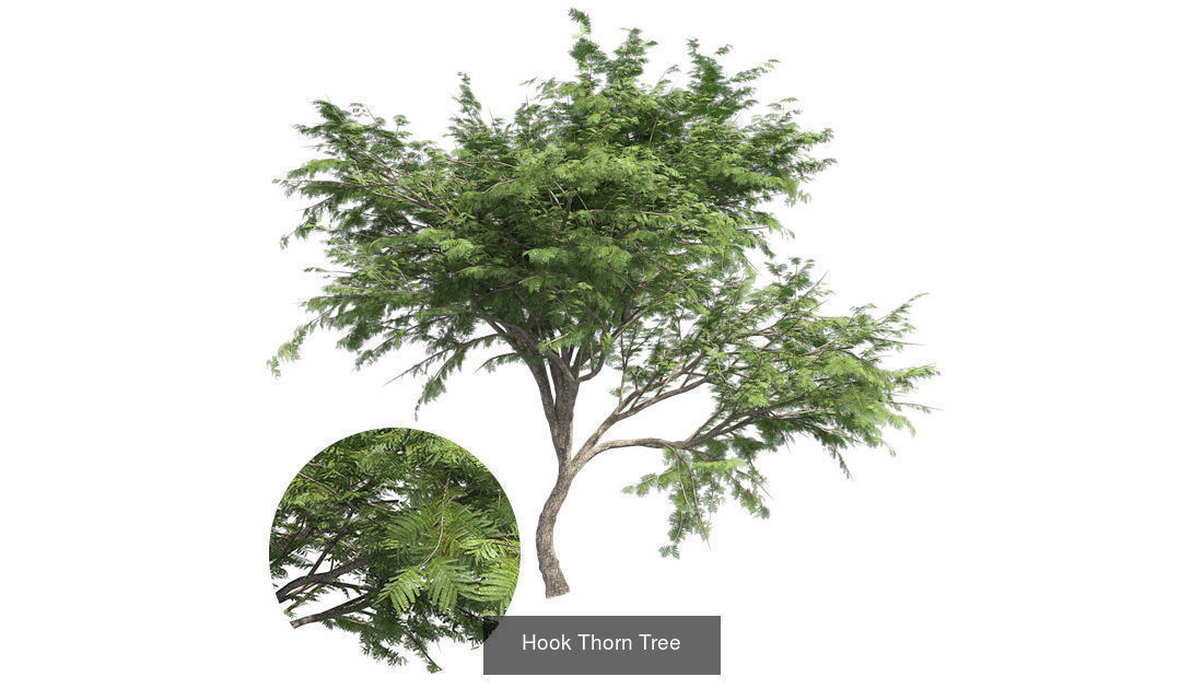 Hook Thorn - Chinese Banyan Tree Bundle 3D Model Collection_2