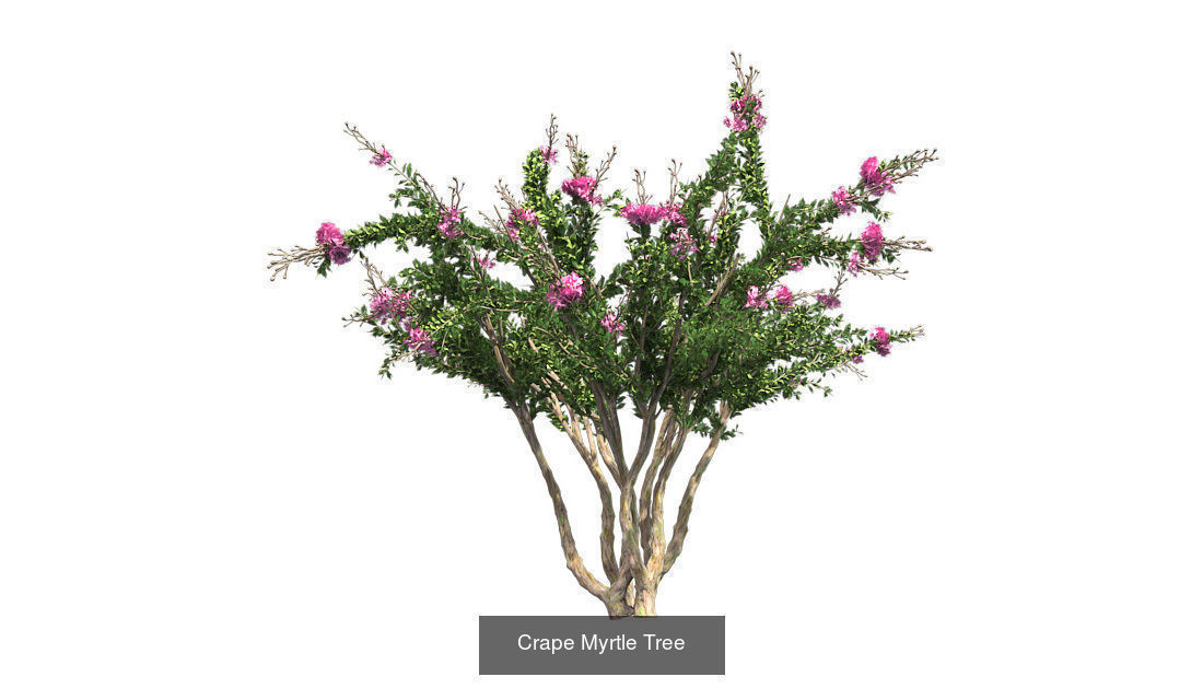 Crape Myrtle - Chinese Banyan Tree Bundle 3D Model Collection_1
