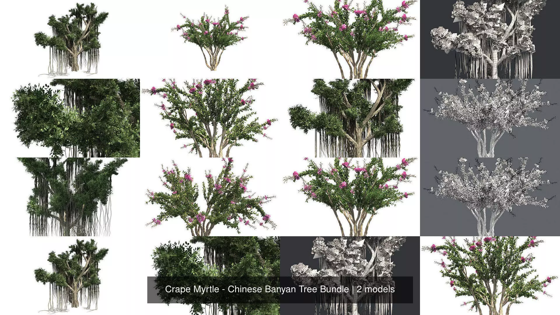 Crape Myrtle - Chinese Banyan Tree Bundle 3D Model Collection_0