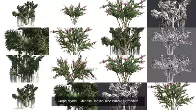 Crape Myrtle - Chinese Banyan Tree Bundle 3D Model Collection