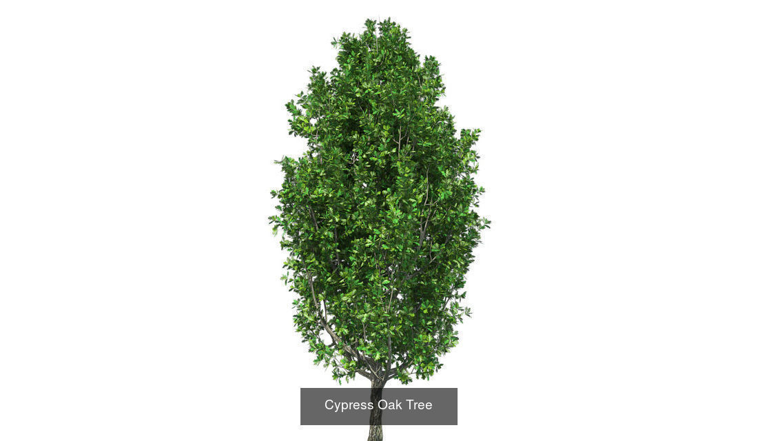 Cypress Oak - Chinese Banyan Tree Bundle 3D Model Collection_2