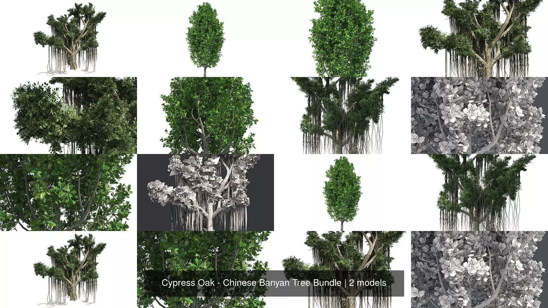 Cypress Oak - Chinese Banyan Tree Bundle 3D Model Collection_0