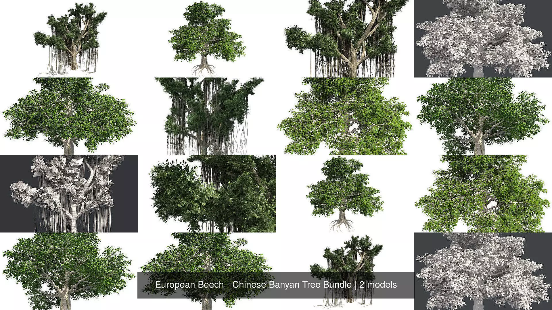 European Beech - Chinese Banyan Tree Bundle 3D Model Collection_0