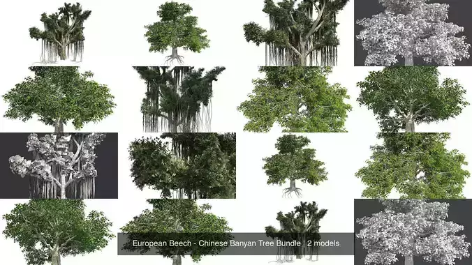 European Beech - Chinese Banyan Tree Bundle 3D Model Collection