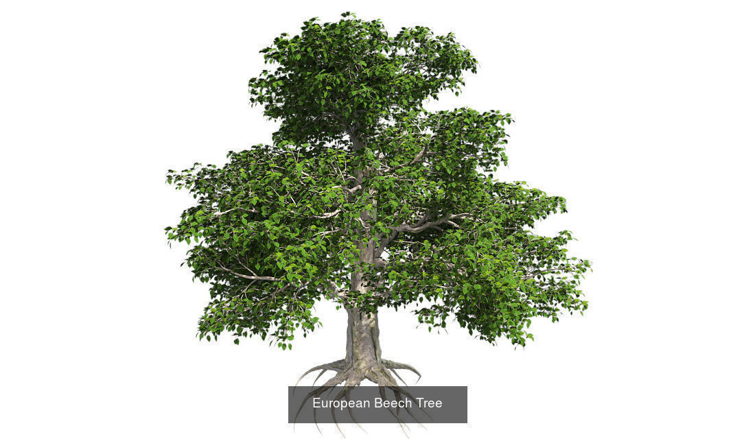 European Beech - Chinese Banyan Tree Bundle 3D Model Collection_1