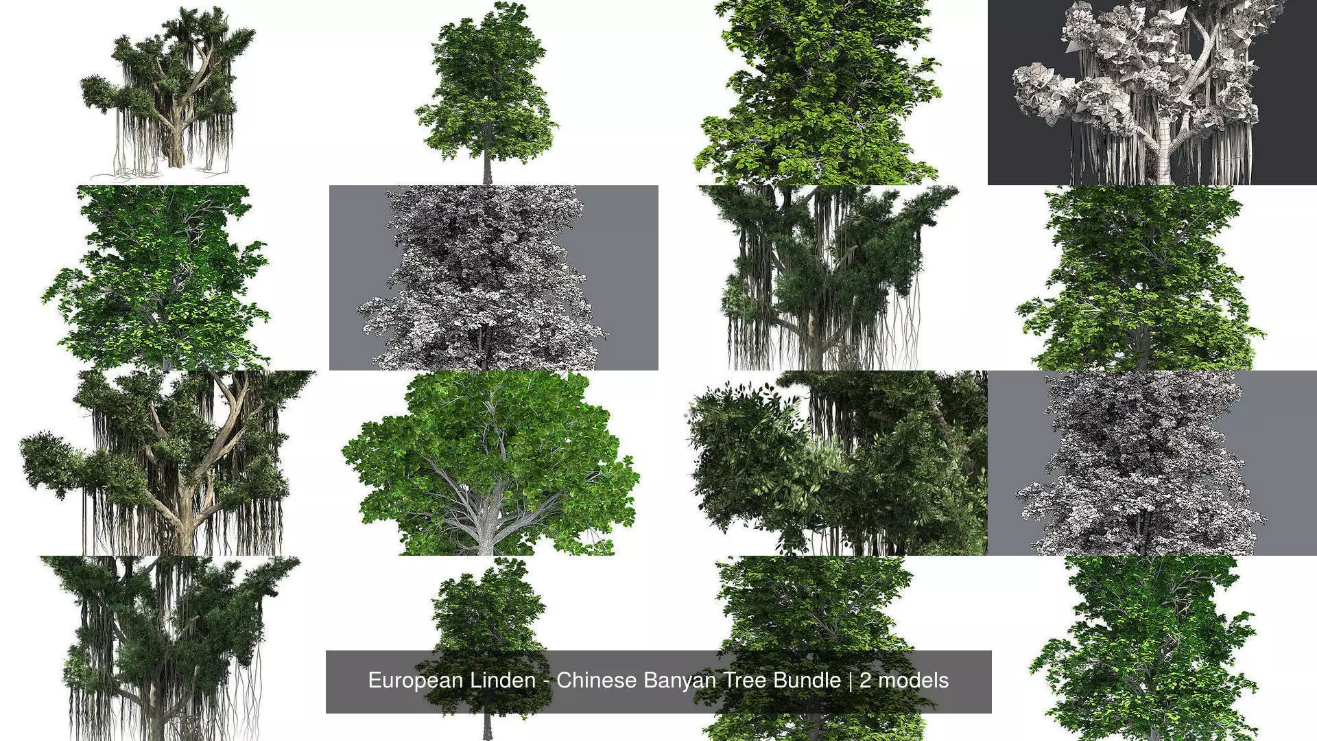 European Linden - Chinese Banyan Tree Bundle 3D Model Collection_0