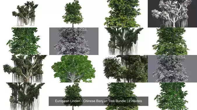 European Linden - Chinese Banyan Tree Bundle 3D Model Collection