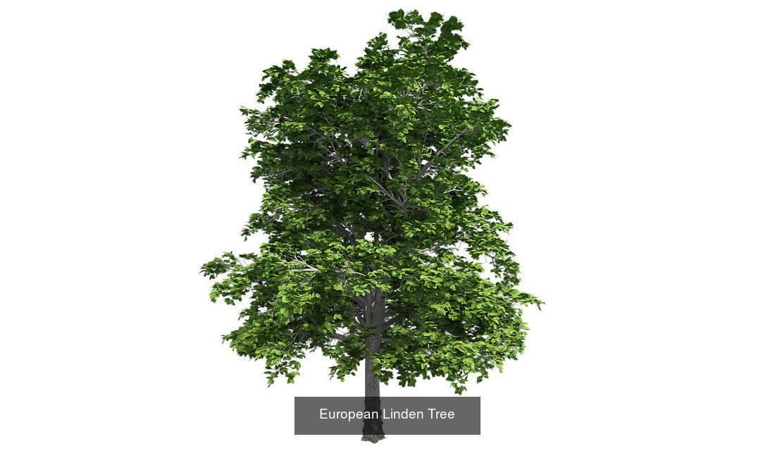European Linden - Chinese Banyan Tree Bundle 3D Model Collection_1