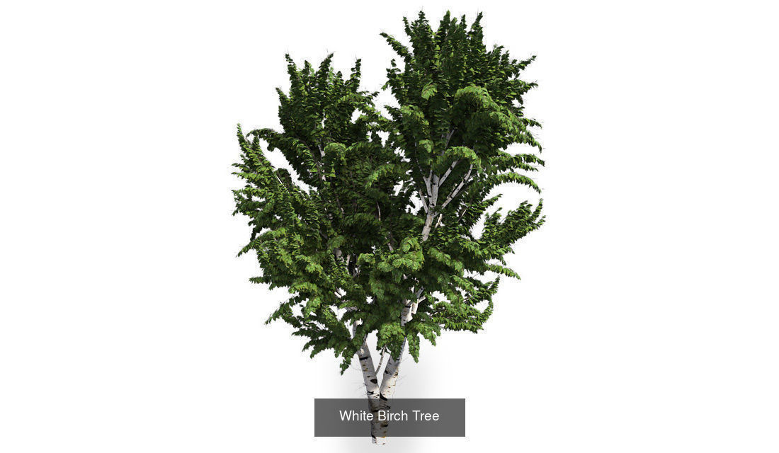 White Birch - Chinese Banyan Tree Bundle 3D Model Collection_1