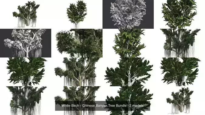 White Birch - Chinese Banyan Tree Bundle 3D Model Collection