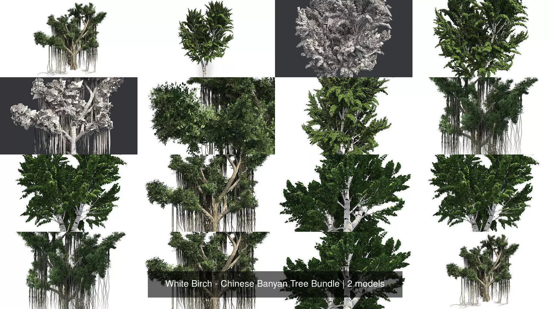 White Birch - Chinese Banyan Tree Bundle 3D Model Collection_0