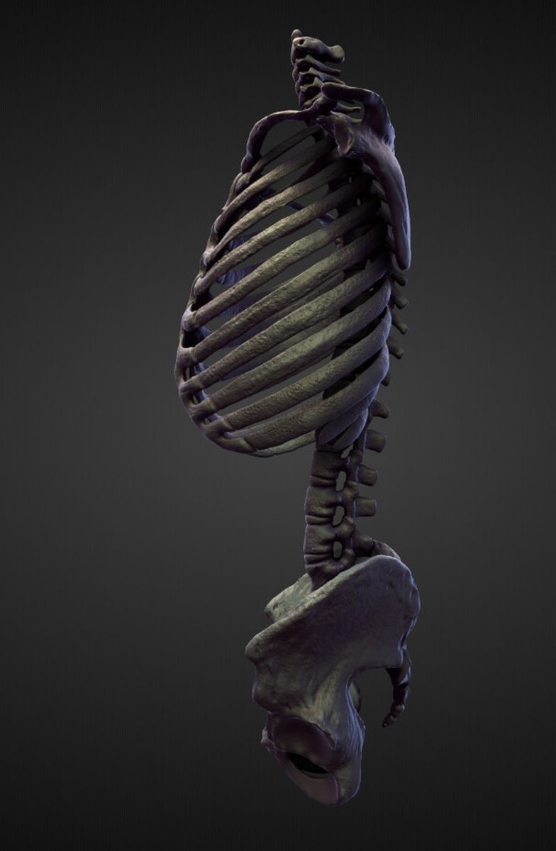 TORSO20 high poly sculpt 3D model_2