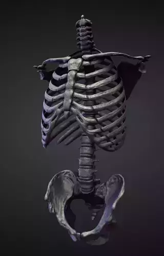 TORSO20 high poly sculpt 3D model