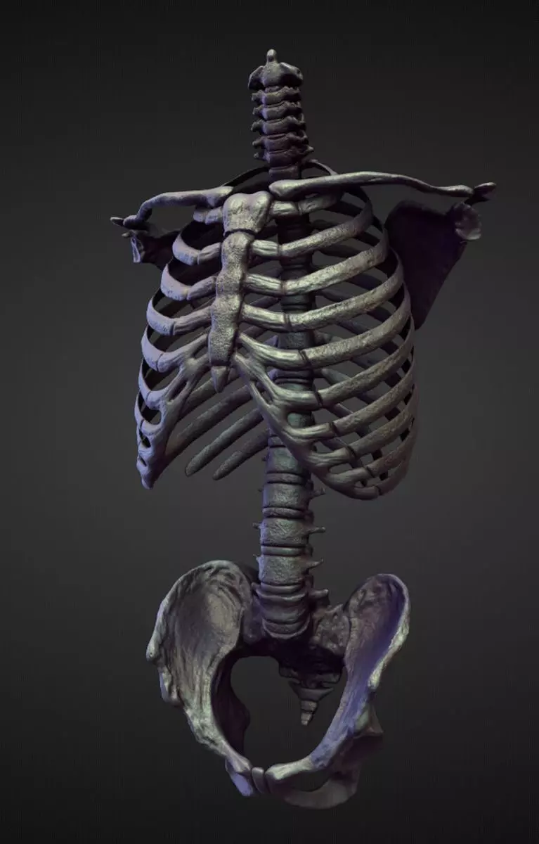 TORSO20 high poly sculpt 3D model_0