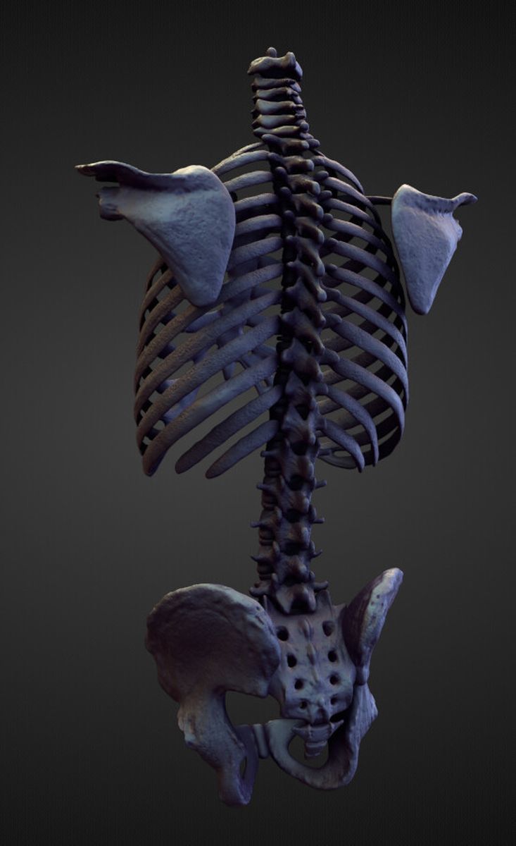 TORSO20 high poly sculpt 3D model_1