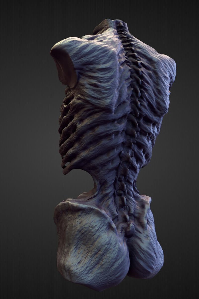 TORSO24 high poly sculpt 3D model_1