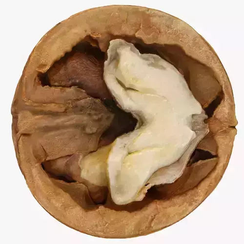 Walnut half  Low-poly 3D model Walnut half  Low-poly 3D model