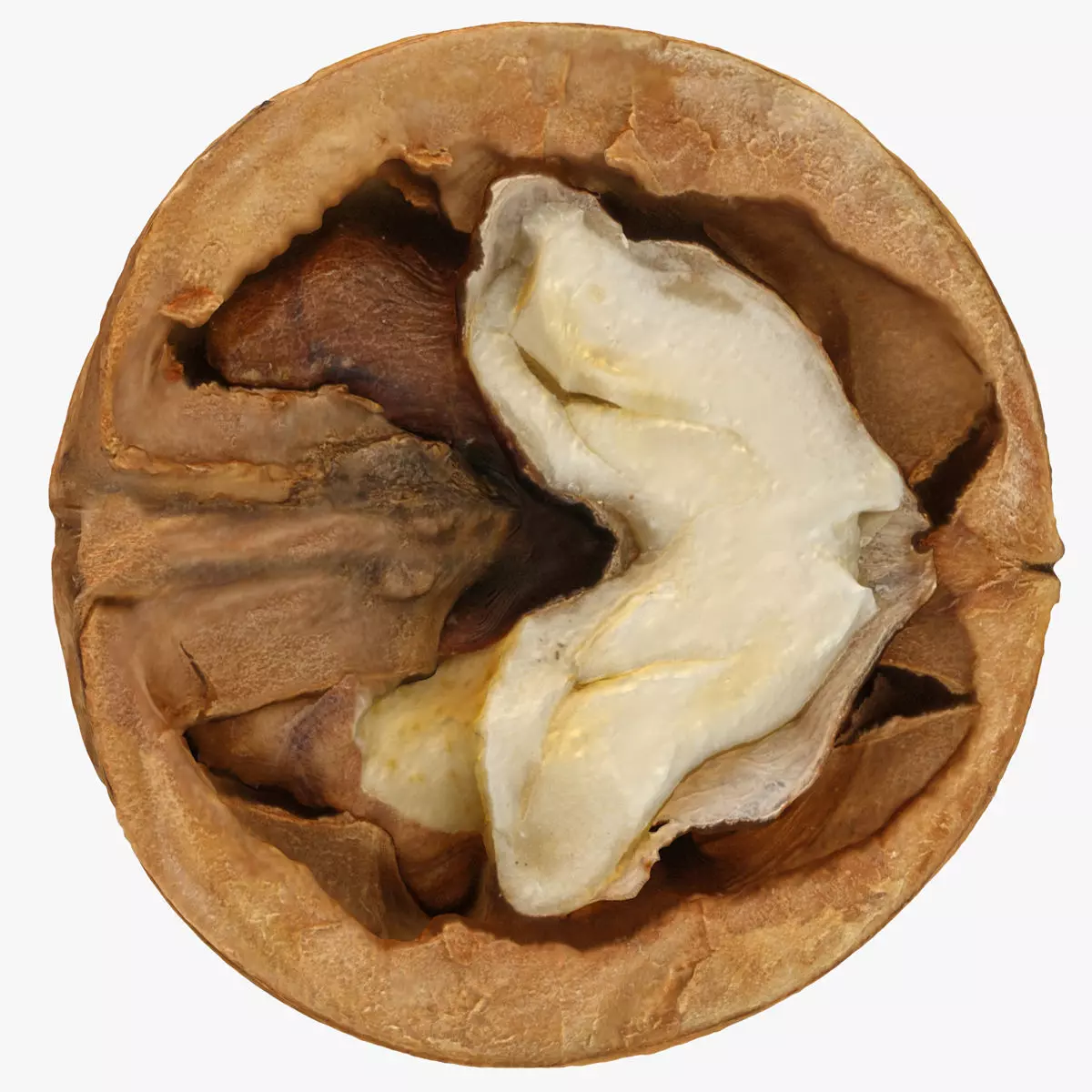 Walnut half  Low-poly 3D model_0