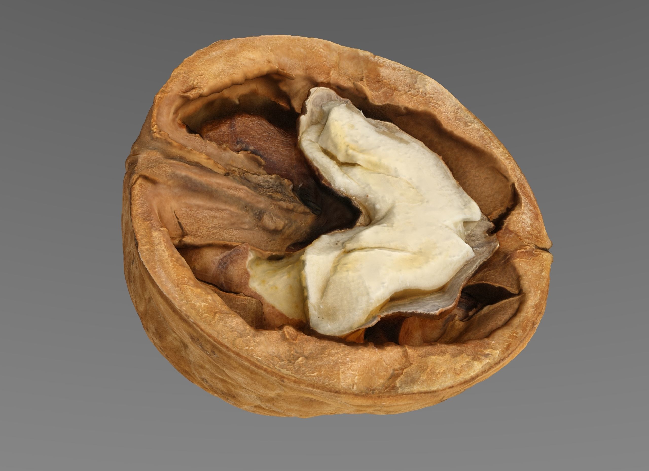 Walnut half  Low-poly 3D model_3