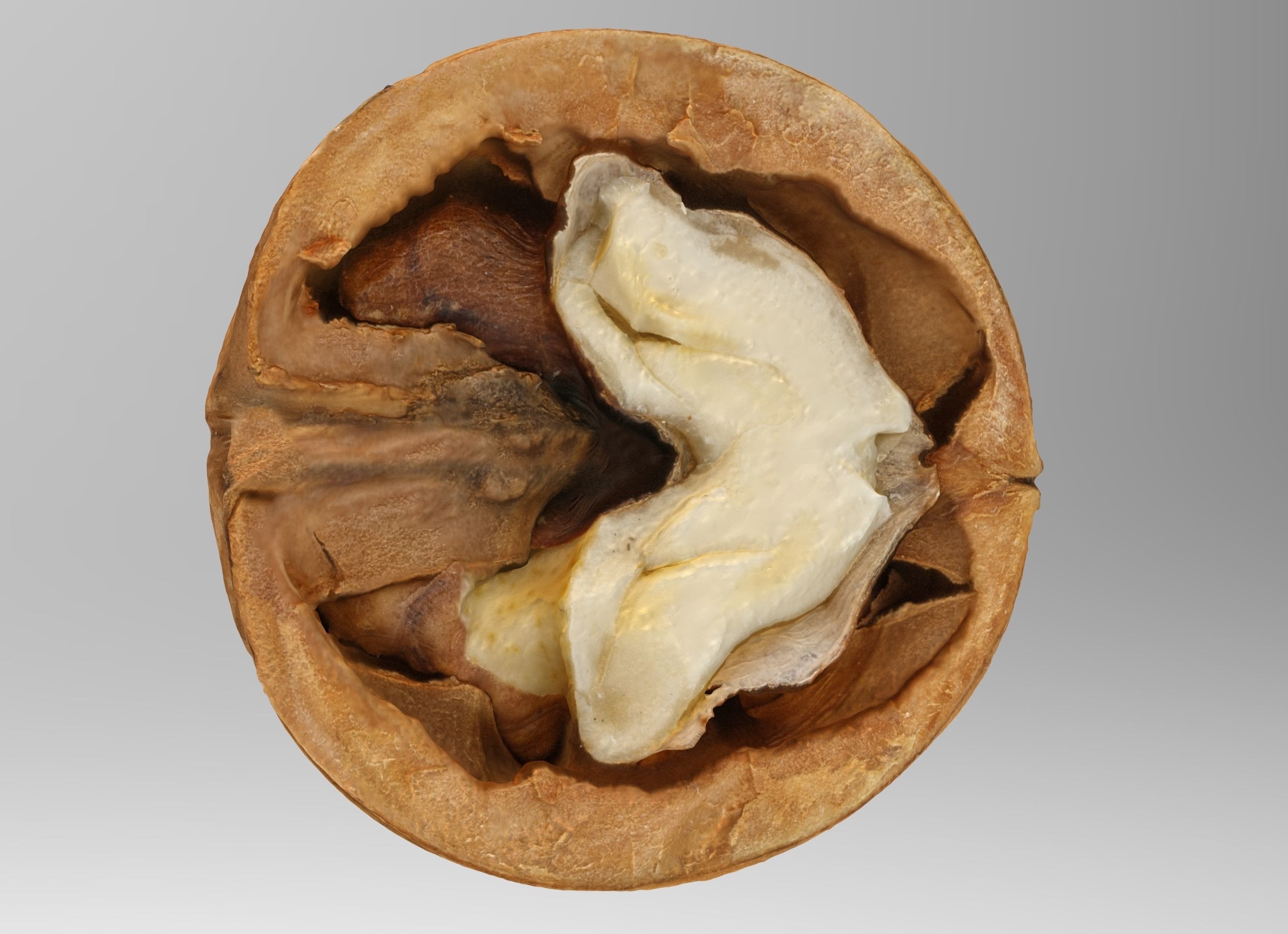 Walnut half  Low-poly 3D model_2