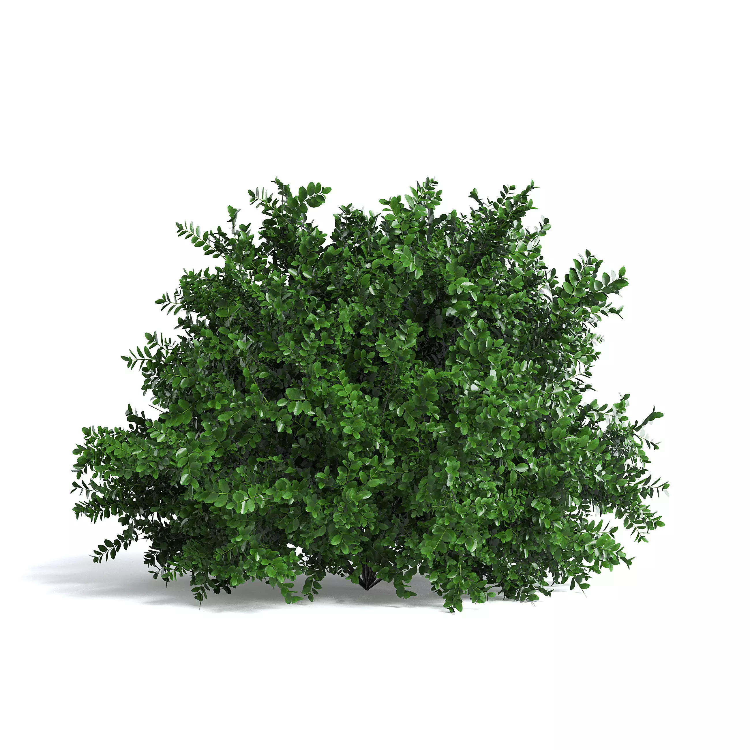 Common Box Shrub I 3D model