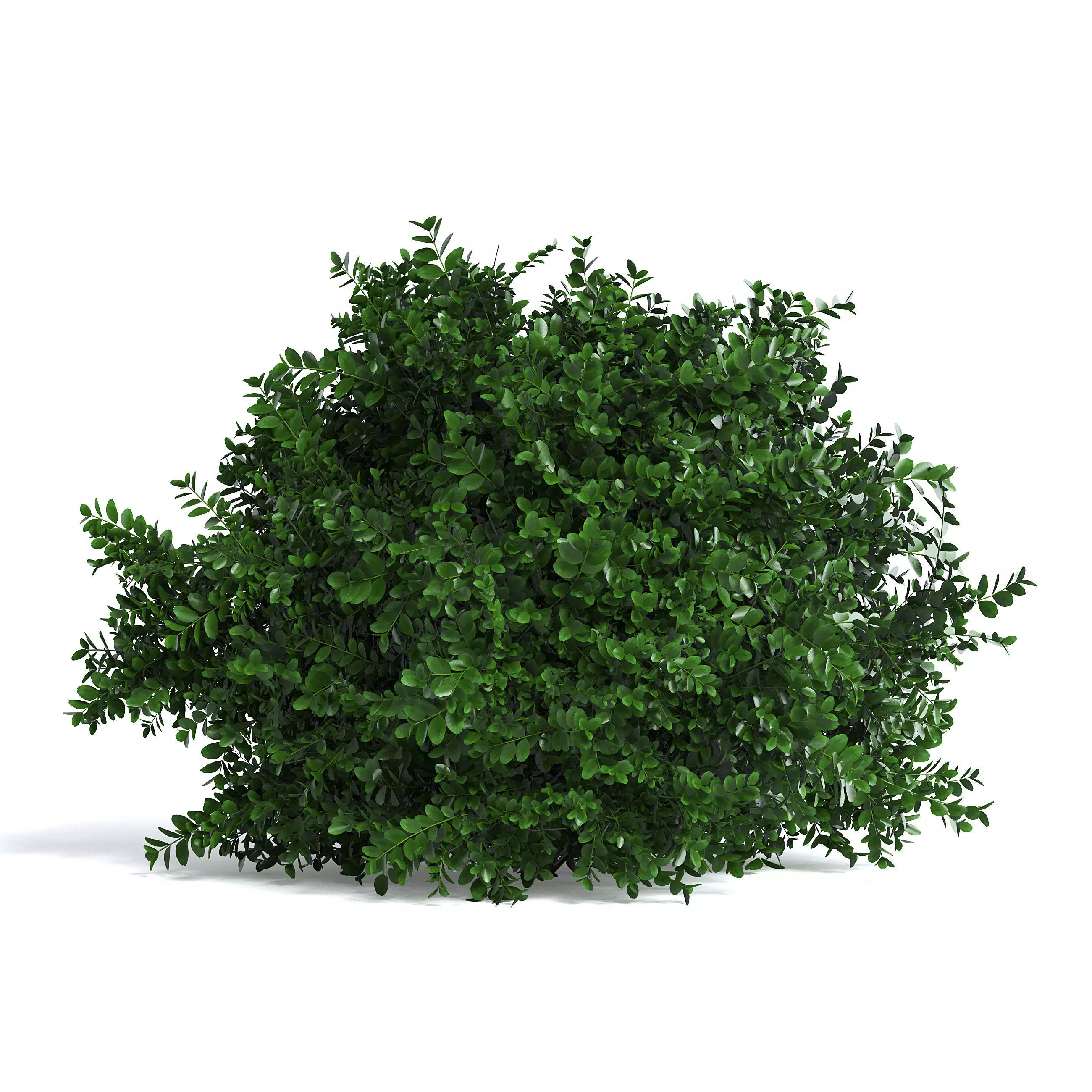 Common Box Shrub II 3D model_0