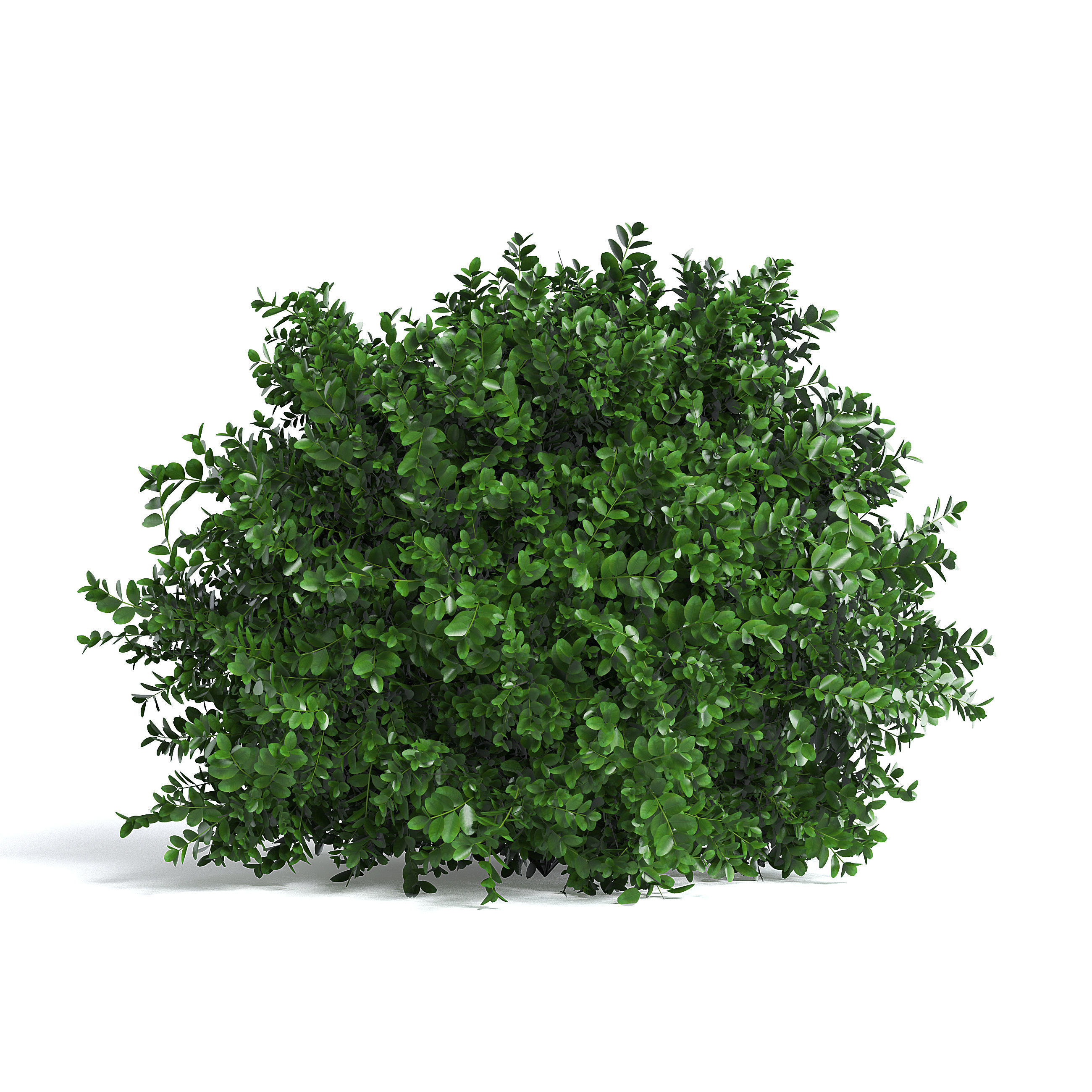 Common Box Shrub II 3D model_1