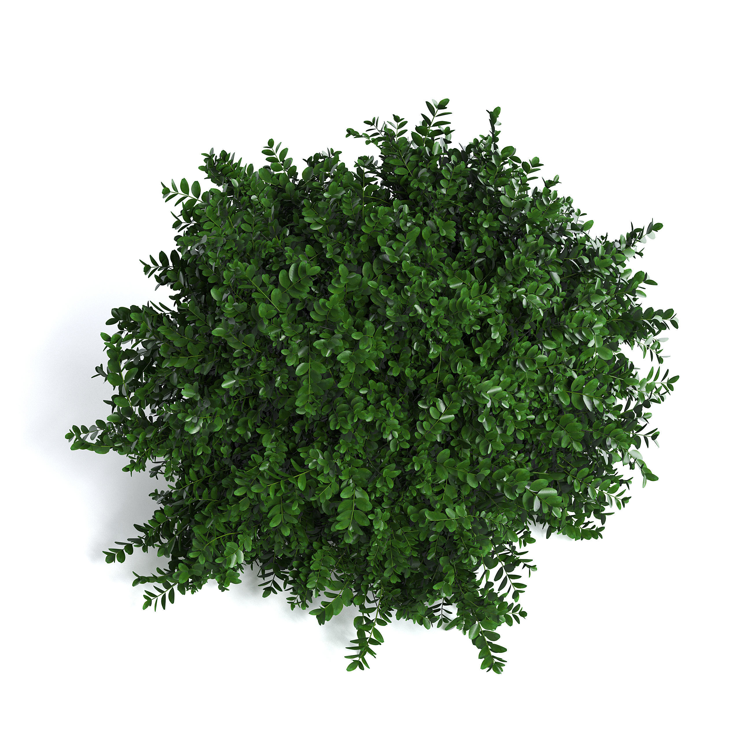 Common Box Shrub II 3D model_3