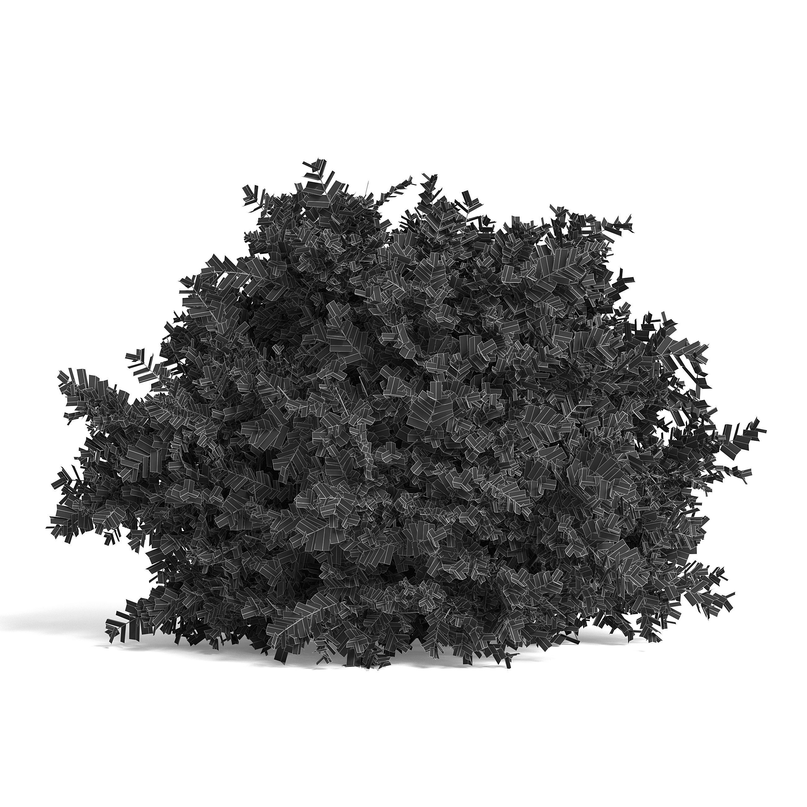 Common Box Shrub II 3D model_4