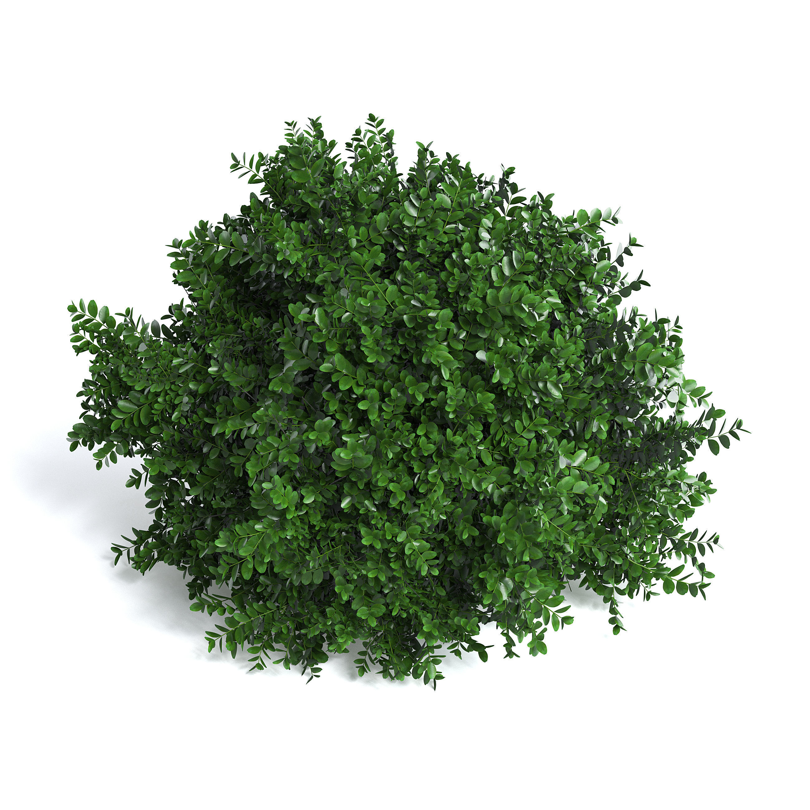 Common Box Shrub II 3D model_2