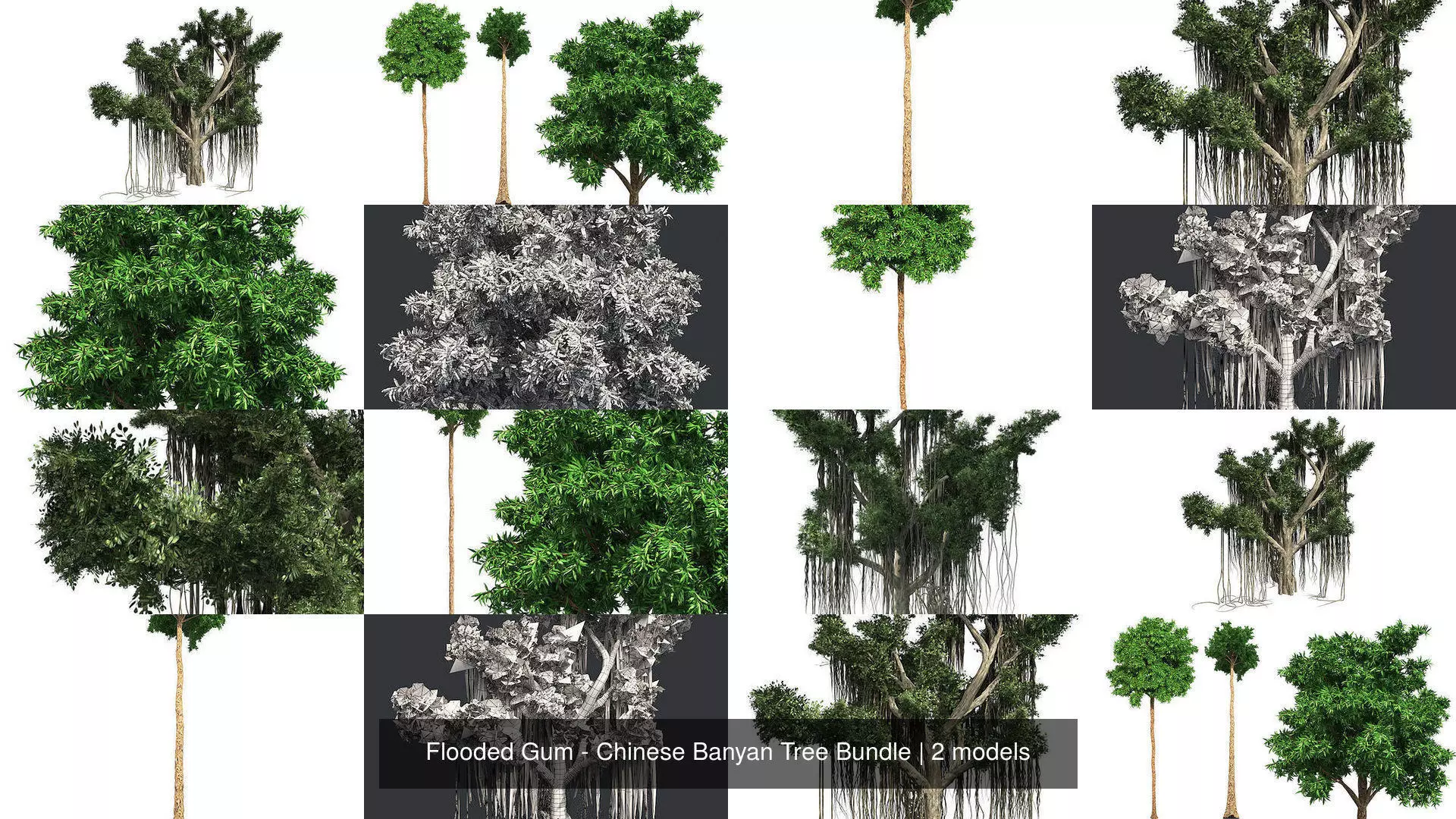 Flooded Gum - Chinese Banyan Tree Bundle 3D Model Collection_0