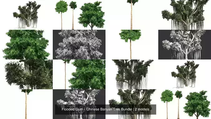 Flooded Gum - Chinese Banyan Tree Bundle 3D Model Collection