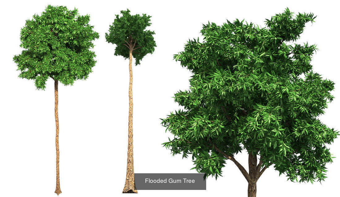 Flooded Gum - Chinese Banyan Tree Bundle 3D Model Collection_1