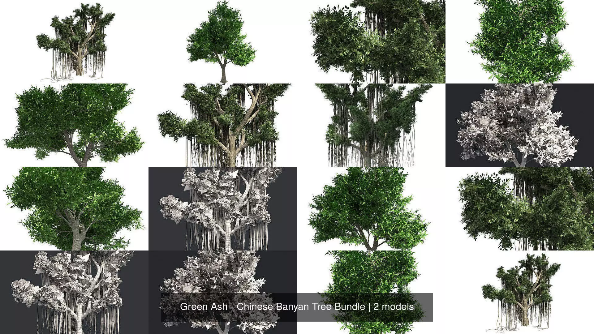 Green Ash - Chinese Banyan Tree Bundle 3D Model Collection_0